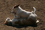 Jack Russell Terrier und Katze / jack russell terrier and cat