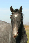 Sachsen Anhaltiner Warmblut / horse