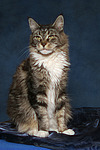 Maine Coon