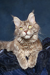 Maine Coon