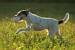 Parson Russell Terrier