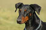 Dobermann / doberman pinscher