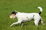 spielender Parson Russell Terrier / playing PRT