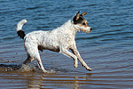 rennender Parson Russell Terrier / running PRT