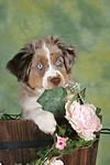 Miniature Australian Shepherd Welpe / miniature australian shepherd puppy