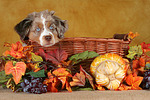 Miniature Australian Shepherd Welpe / miniature australian shepherd puppy