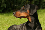 Dobermann / doberman pinscher