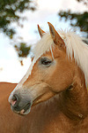 Haflinger Portrait / haflinger horse portrait