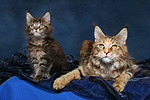 Maine Coons