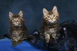 Maine Coon Kätzchen / Maine Coon Kitten