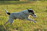 Parson Russell Terrier