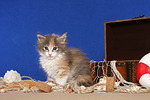 Maine Coon Kätzchen / maine coon kitten