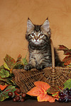 Maine Coon Kätzchen / maine coon kitten