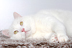 Mischlingskatze / domestic cat