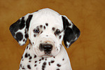 Dalmatiner Welpe / dalmatian puppy