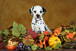 Dalmatiner Welpe / dalmatian puppy