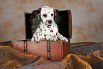 Dalmatiner Welpe / dalmatian puppy