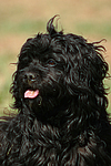 Havaneser / Havanese