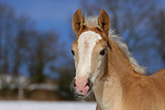 Haflinger Fohlen / haflinger horse foal