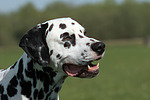 Dalmatiner / dalmatian