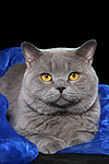 Britisch Kurzhaar / british shorthair