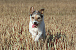 rennender Parson Russell Terrier / running PRT