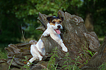 Parson Russell Terrier