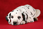 Dalmatiner Welpe / dalmatian puppy