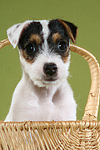 Parson Russell Terrier Welpe / PRT puppy