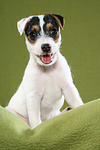 sitzender Parson Russell Terrier Welpe / sitting PRT puppy