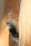 Haflinger Auge / haflinger horse eye