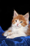 Maine Coon Kätzchen / maine coon kitten