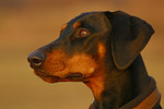 Dobermann / doberman pinscher