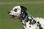 Dalmatiner / dalmatian