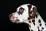 Dalmatiner / dalmatian