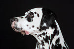 Dalmatiner / dalmatian