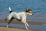 rennender Parson Russell Terrier / running PRT