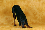 Dobermann verbeugt sich / Doberman Pinscher shows trick