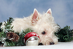 West Highland White Terrier Welpe / West Highland White Terrier Puppy