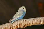 Wellensittich / budgie