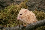 Teddyhamster putzt sich / hamster is preening itself