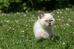 Britisch Kurzhaar Kätzchen / british shorthair kitten