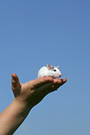 Farbratte auf der Hand / rat on hand