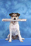 Parson Russell Terrier