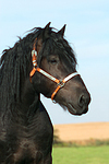 Rheinisch Deutscher Kaltblut Hengst / coldblood stallion