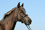 Deutscher Reitpony Hengst / pony stallion