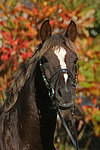 Deutscher Reitpony Hengst / pony stallion