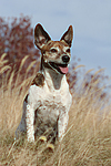 Jack Russell Terrier