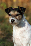 Parson Russell Terrier