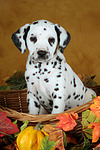 Dalmatiner Welpe / dalmatian puppy